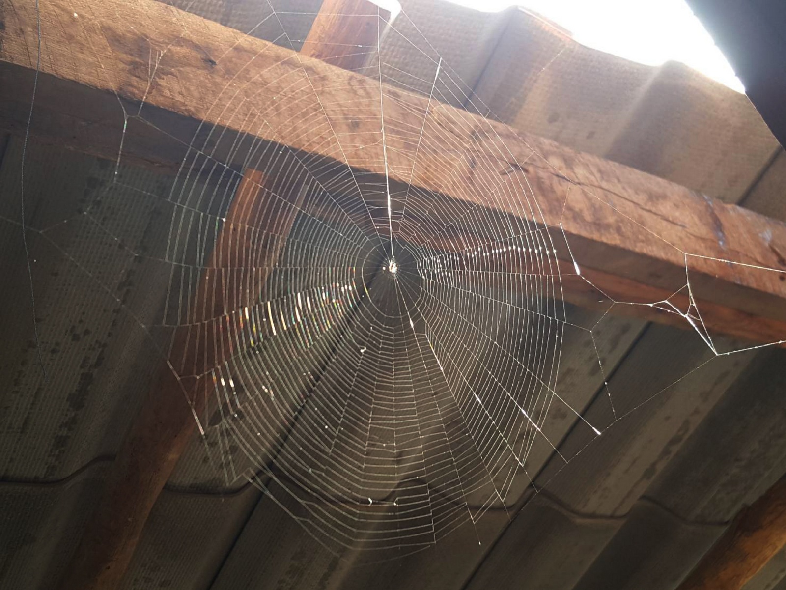 Spider,Web,Under,The,Roof