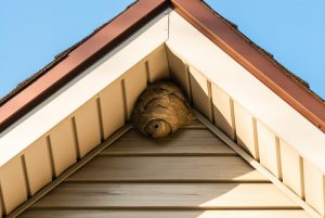 Gray paper wasp nest in corner of triangular roof against siding.