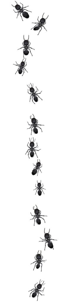 a line of worker ants marching to some destination