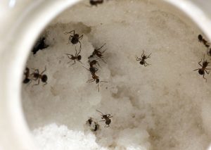 ants in a white mug with sugar
