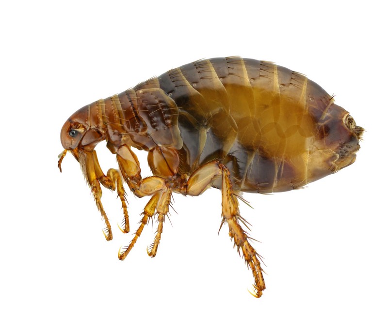 flea isolated on a white background.