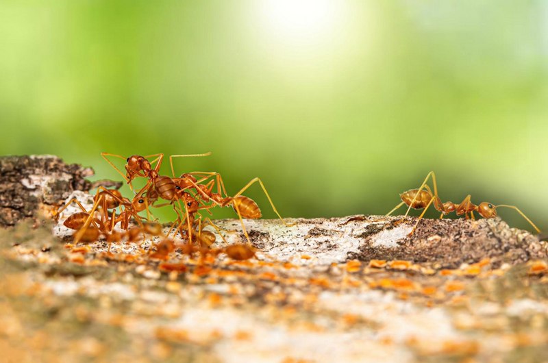 How-to-Tell-if-You-Have-Fire-Ants
