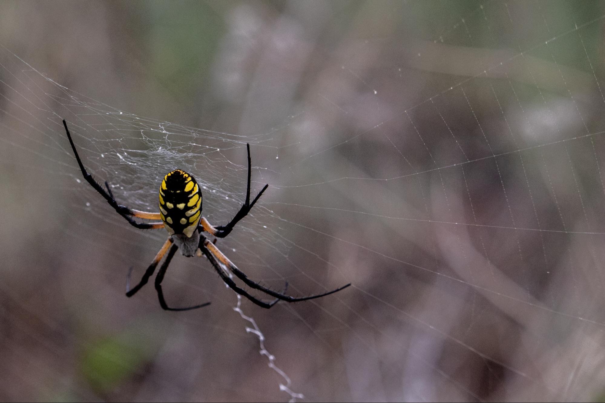 Texas Barn Spider